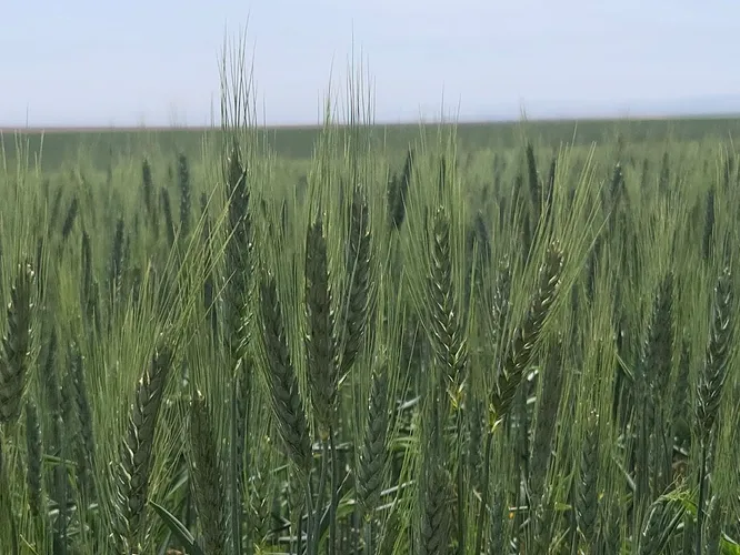 Wheat growing in a dryland field
